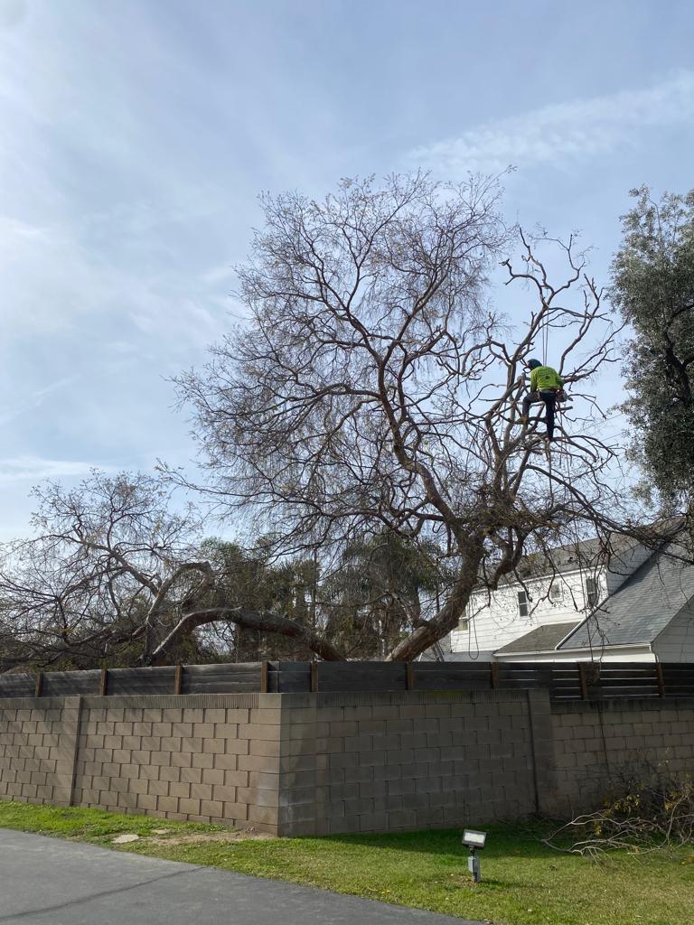 Joaquin Tree Services Image